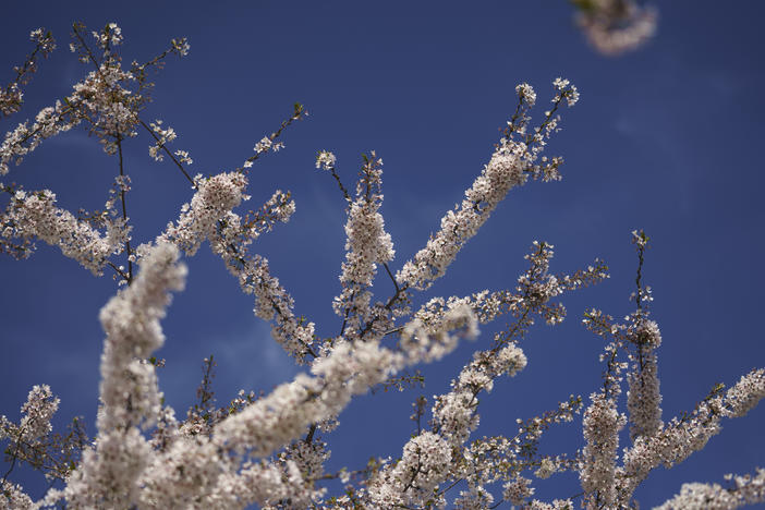 The iconic cherry blossoms in Washington, D.C., reached their peak bloom on March 28 this season, earlier than most years. Mild winters lead to a longer pollen season and that is bad news for allergy sufferers.