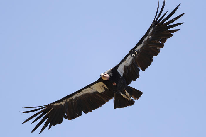 In this June 21, 2017, file photo, a California condor takes flight in the Ventana Wilderness east of Big Sur, Calif.