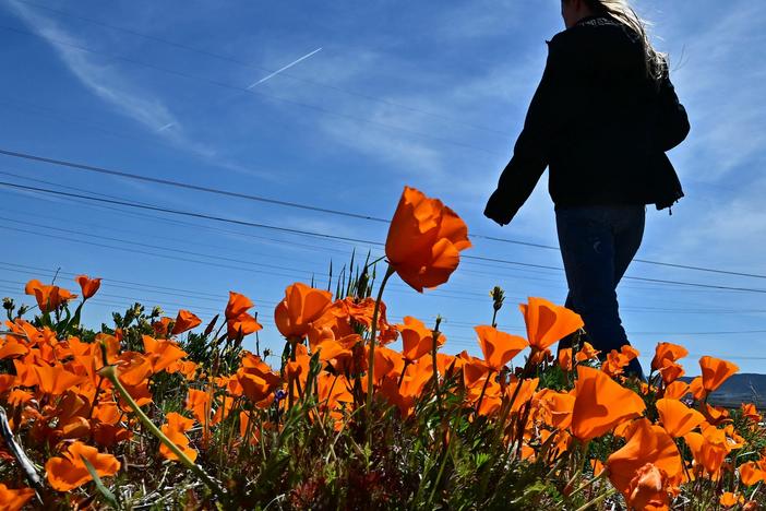 A visitor views the blooming flowers at the Antelope Valley California Poppy Reserve on Thursday.