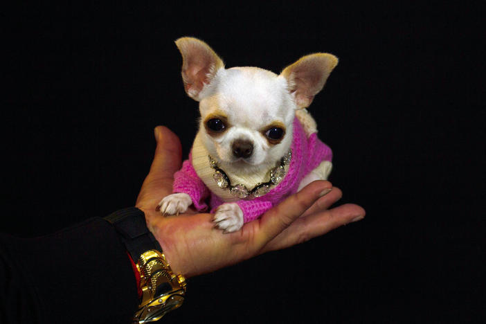 Pearl the dog measures exactly 3.59 inches tall and 5 inches long.
