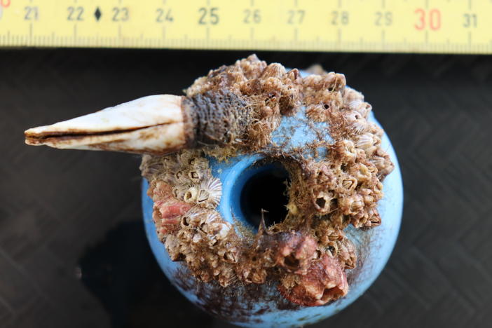 A piece of plastic debris that's been colonized by both costal barnacles (pink and striped) and a gooseneck barnacle from the open ocean.