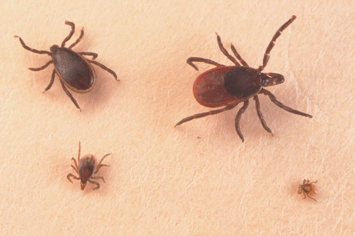Blacklegged ticks, also called deer ticks, are not insects, but rather arachnids. They can carry more than a dozen rare diseases, including Lyme disease.