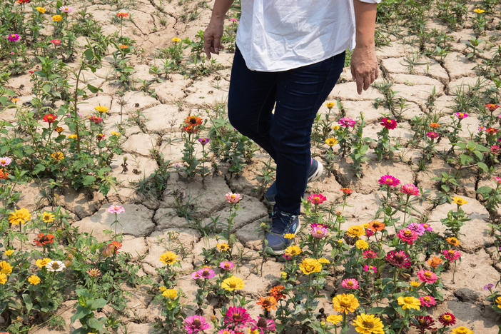 Zhang Meixue, head of a farmer's association in southern Tainan county, walks through one of her former rice paddies. Before the drought, the paddy would normally be filled with enough water to simultaneously raise ducks. Now she's growing flowers in the dried-out paddy to beautify the area and attract tourists.