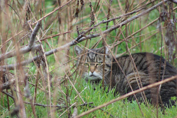 Feral cats are a problem in New Zealand, but one community's attempt to handle them has not gone over well. This one is pictured in Wantagh, N.Y., where officials removed cats from Jones Beach over the threat to endangered birds.