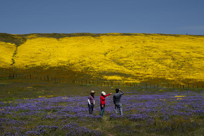 People view fields of flowers at Carrizo Plain National Monument, California's largest remaining grassland.