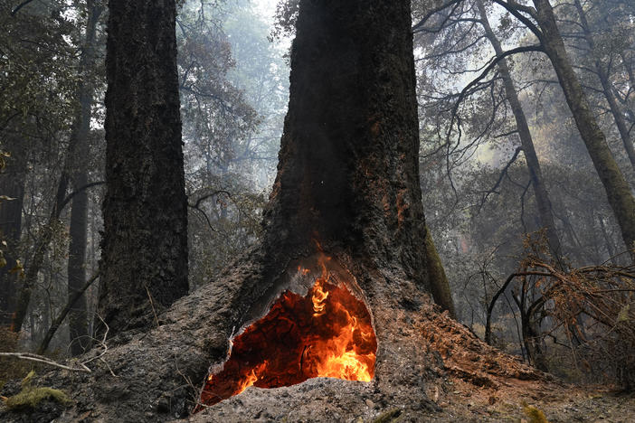 Fire burns in the hollow of an old-growth redwood tree in Big Basin Redwoods State Park in California. The Biden administration has identified more than 175,000 square miles of old growth and mature forests on U.S. government lands.