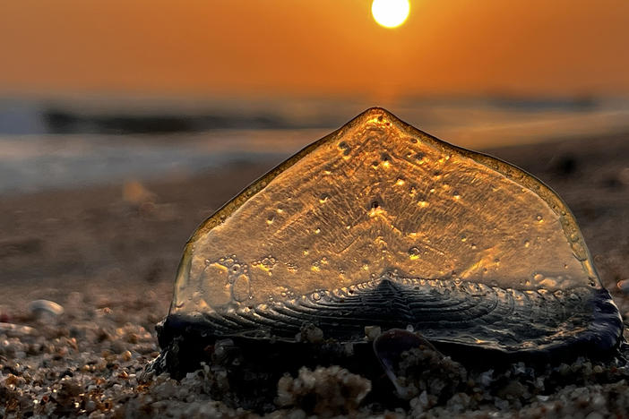 One of thousands of creatures known as "by-the-wind sailors" that have been washing ashore on Southern California beaches in April.