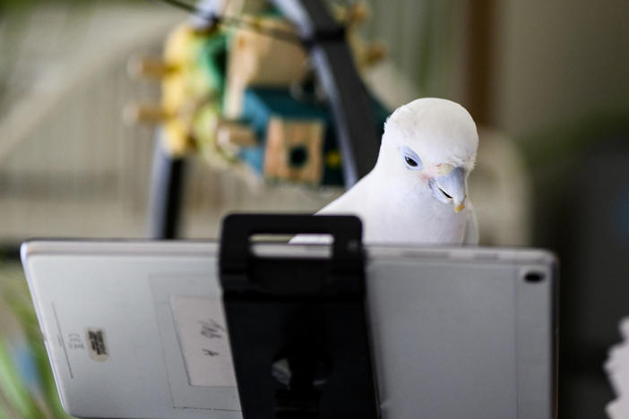 Ellie, an 11-year-old cockatoo, chats with a feathery friend over a video call.