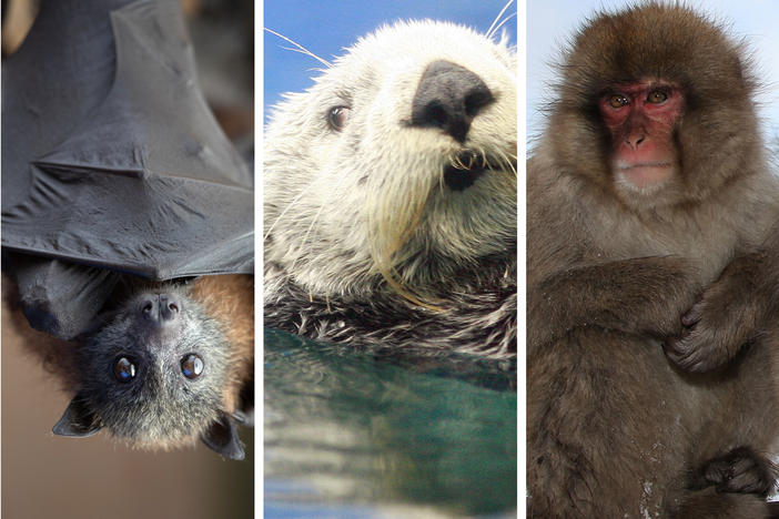 About 6,500 mammal species live on Earth today. Credit from left to right: John Moore/Getty Images; Yoshikazu Tsuno/AFP via Getty Images; Koichi Kamoshida/Getty Images; Paula Bronstein/Getty Images