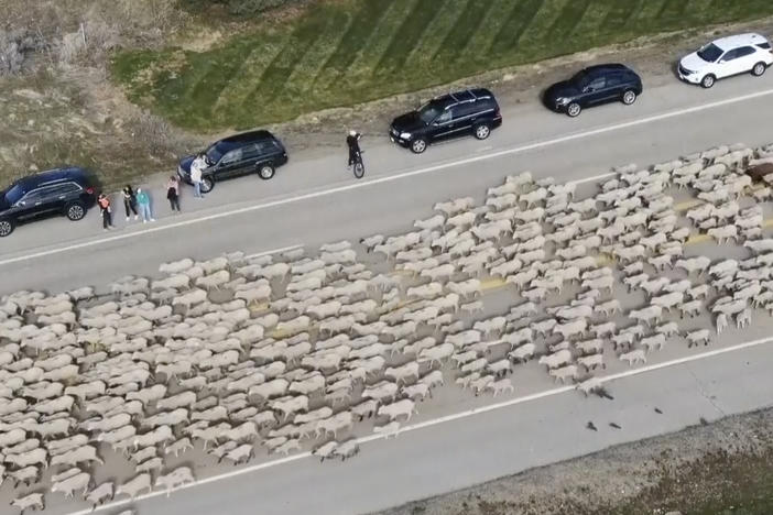 In this screen grab from video provided by KTVB-TV, sheep move along state Highway 55 as they cross the road near Eagle, Idaho, on Monday.