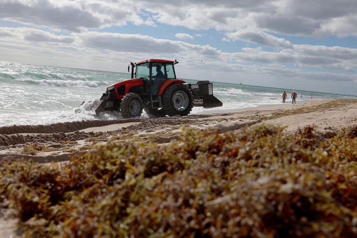 A tractor plows seaweed that washed ashore into the beach sand on March 16, 2023 in Fort Lauderdale, Fla. Reports indicate that this summer, a huge mass of sargassum seaweed that has formed in the Atlantic Ocean is possibly headed for the Florida coastlines and shores.