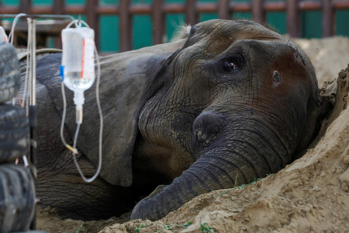 While ailing, African elephant Noor Jehan rested on a sand pile at a zoo in Karachi, Pakistan. The photo was taken on April 14. The elephant died 8 days later.