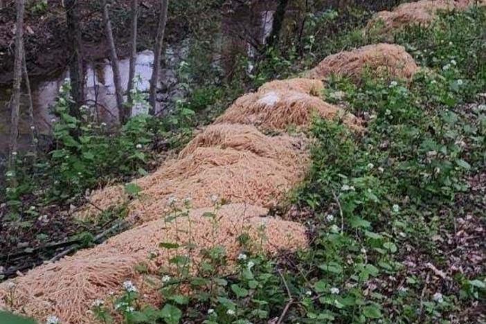 Hundreds of pounds of pasta were found along the Iresick Brook in Old Bridge, N.J., setting off questions about where the noodles came from — and why they were dumped.