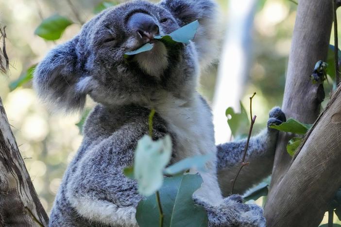 The aim of Australian scientists vaccinating koalas for chlamydia is to test a method for protecting the beloved marsupials against a widespread disease that causes blindness, infertility and death.