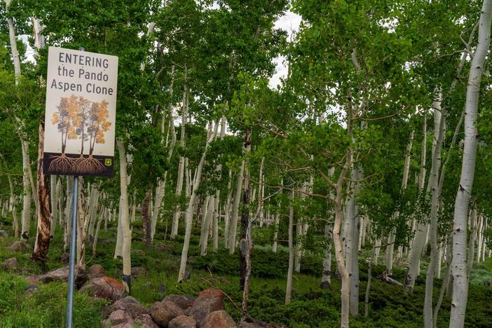 Pando began with a single seed and now contains over 40,000 "stems."