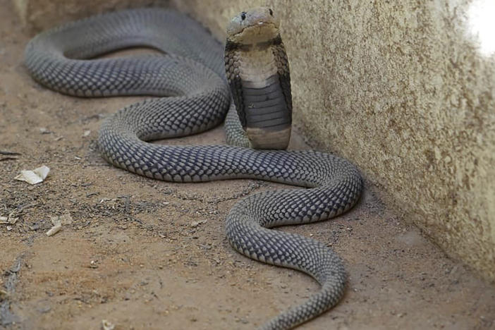 In this undated photo released by Sara Abdalla, director of the zoological park at the University of Khartoum, a Nubian spitting cobra is pictured inside its enclosure in Khartoum, Sudan. The animal is one of dozens feared dead or missing inside the park in Sudan's capital after intense fighting made the location unreachable.