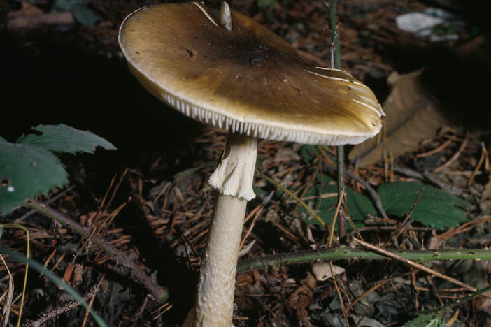 Death cap (Amanita phalloides), Amanitaceae.