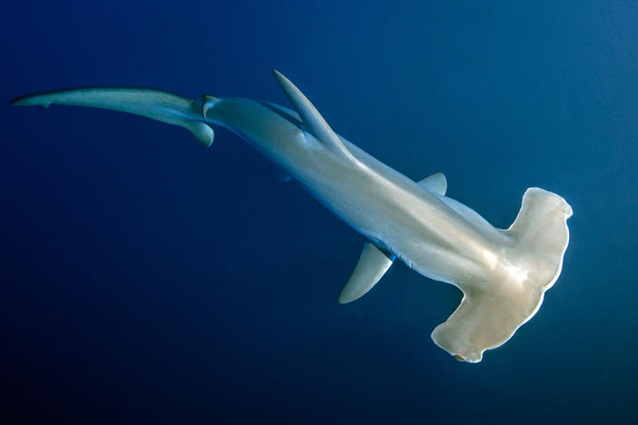 Scalloped hammerhead sharks can dive to depths of more than 2,600 ft (800 m) to hunt for squid and other food.