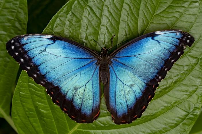 A blue morpho butterfly sits on a leaf. A new study finds that butterflies likely originated somewhere in western North America or Central America around 100 million years ago.