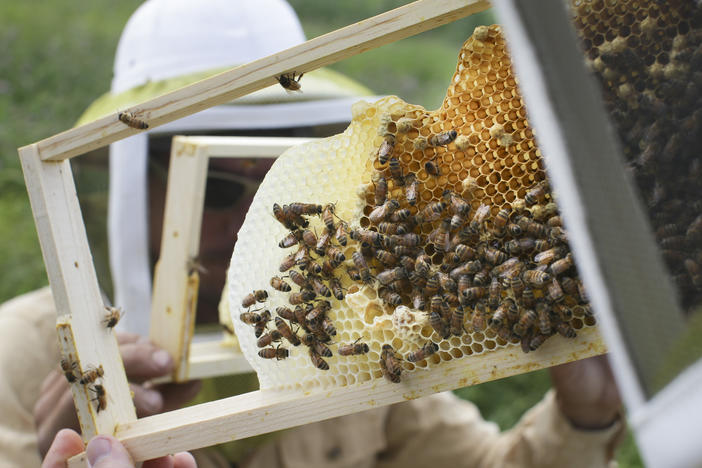 Volunteers check honey bee hives for queen activity and perform routine maintenance as part of a collaboration between the Cincinnati Zoo and TwoHoneys Bee Co. at EcOhio Farm in Mason, Ohio, on May 27, 2015.