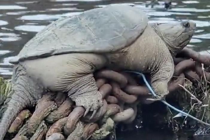 Chonkasaurus the snapping turtle rests on a pile of rusty chains along the Chicago River.