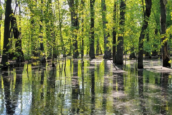 Paddling through the flooded forest in the Missisquoi National Wildlife Refuge.