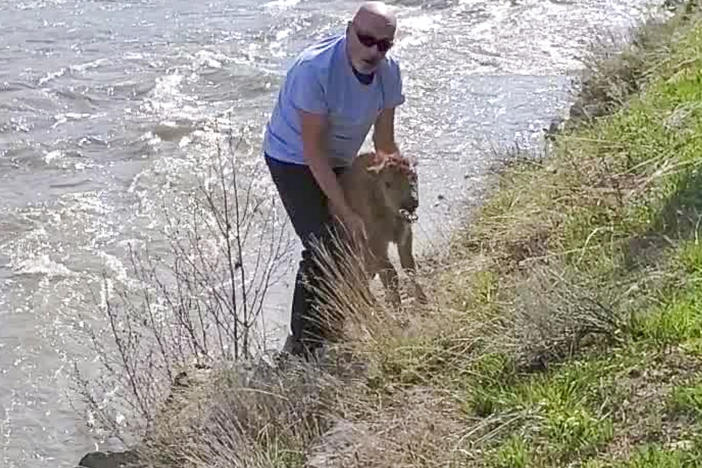 A photo shared by the National Park Service shows a park visitor attempting to help a stranded bison calf reunite with its herd. The plan ultimately ended the animal's chance of survival.