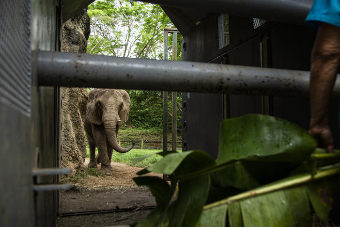 Carol Buckley works to coax Mundi into the transport cage that will carry her from the Puerto Rico zoo to Buckley's elephant refuge in Georgia. Buckley, an expert on elephants in captivity, arrived on the island two weeks ahead of the May 12 flight so she'd have time to earn the elephant's trust.