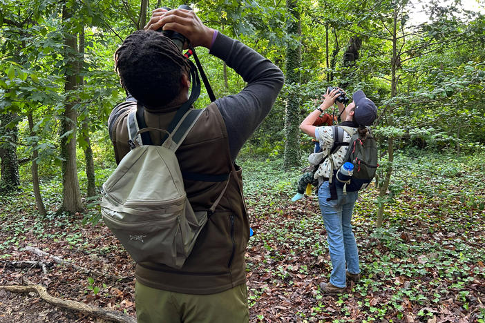 Tykee James, president of the DC Audubon Society, and Erin Connelly, holding her 10-month-old son, Louis, search in the treetops in Fort Slocum Park in Washington, D.C.