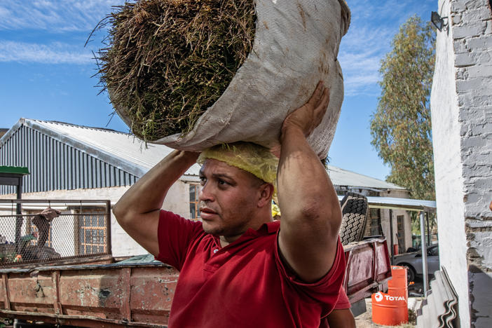 A worker at the Wupperthal Original Rooibos Co-operative's processing facility carries a bag of freshly harvested rooibos to the processing area. The country's rooibos tea exports have skyrocketed from barely 500 tons in 1996 to nearly 9,000 tons today — enough to fill 3.6 billion teabags. But Indigenous farmers were long cut out of the revenues, until a ground-breaking agreement was forged.
