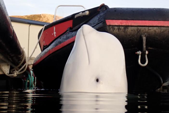 Hvaldimir pictured in Stad, Norway, earlier this year, shortly before he began his abrupt journey south.