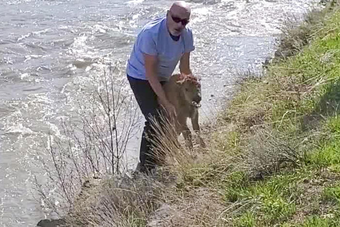 Clifford Walters, a Hawaii man, pleaded guilty to disturbing wildlife after he tried to help a stranded bison calf reunite with its herd.