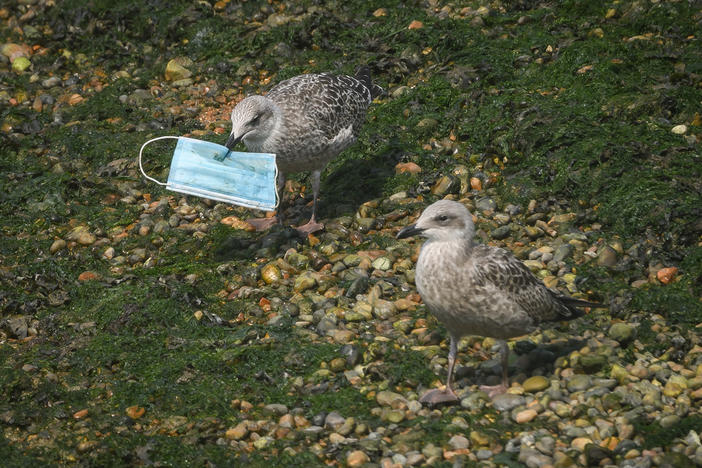 A gull picks up a discarded protective face mask from the shoreline in the marina on August 11, 2020 in Dover, England.