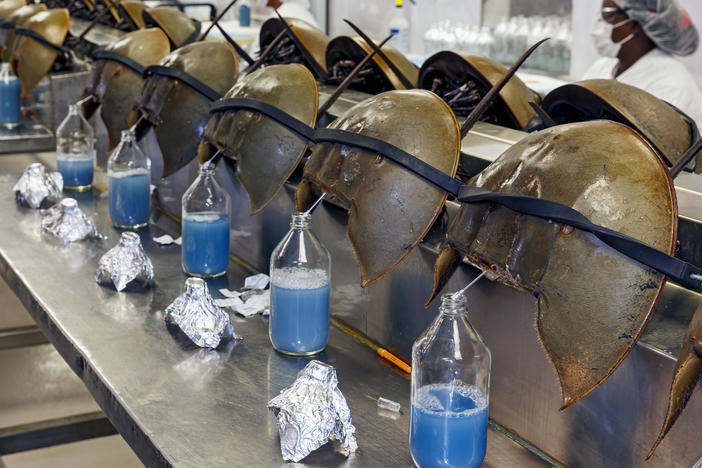 Horseshoe crabs are bled at a facility in Charleston, S.C., in June 2014.