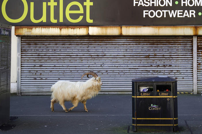 Mountain goats roamed the streets of LLandudno, Wales in March of 2020, as the COVID-19 lockdown kept people and tourists away.