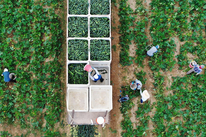 Farm workers fill up bins in the back of a truck with zucchini on a farm in Florida City, Florida, in 2020.