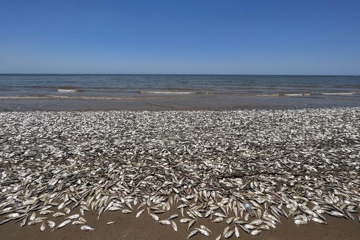 Most of the fish that were found dead in Quintana Beach County were small creatures called menhaden.