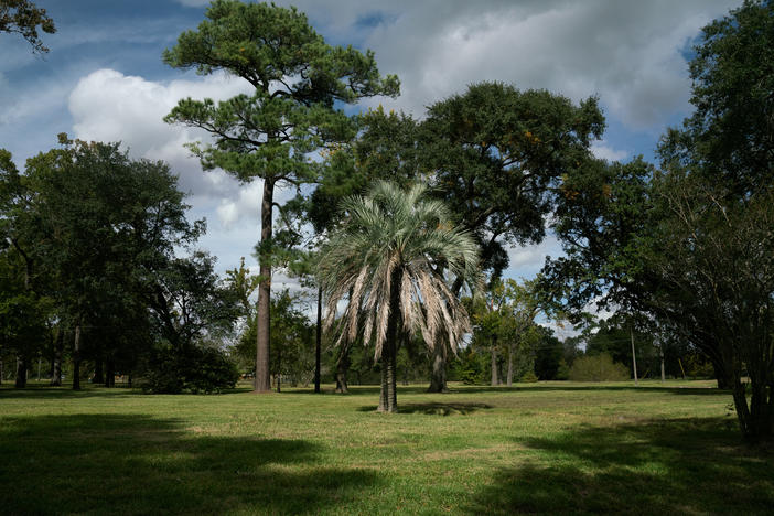 An ornamental palm tree stands in an empty field where there were once houses in Houston. A new study follows thousands of families across the country who sold their flood-prone homes to the government, to see where they moved.