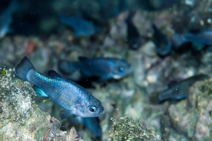 Devils Hole pupfish gather on the precious rocky shelf that supports their entire fragile existence in the wild.
