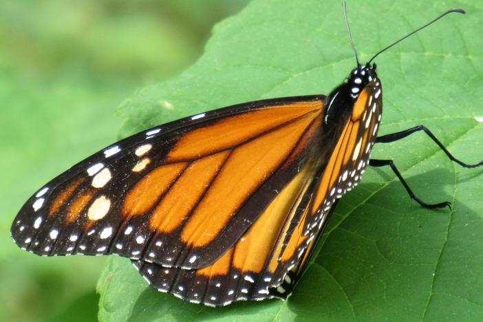 The white spots on a monarch butterfly's wings may help it migrate, according to a new study.