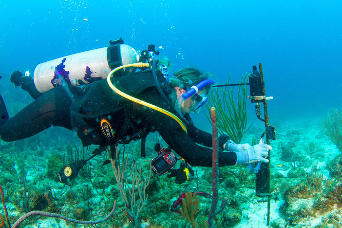 Scientist Amy Apprill, with Woods Hole Oceanographic Institution, places a recording device onto a coral reef in the U.S. Virgin Islands.