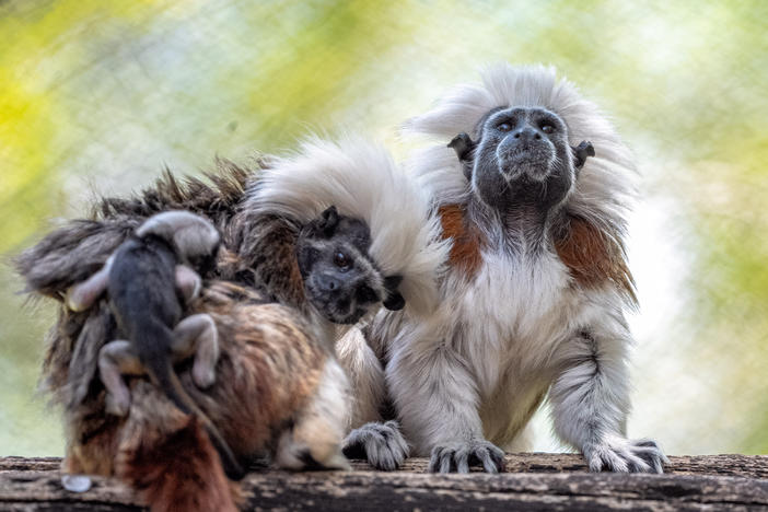 Two cotton-top tamarin monkeys are seen with their newborn twins at Walt Disney World.