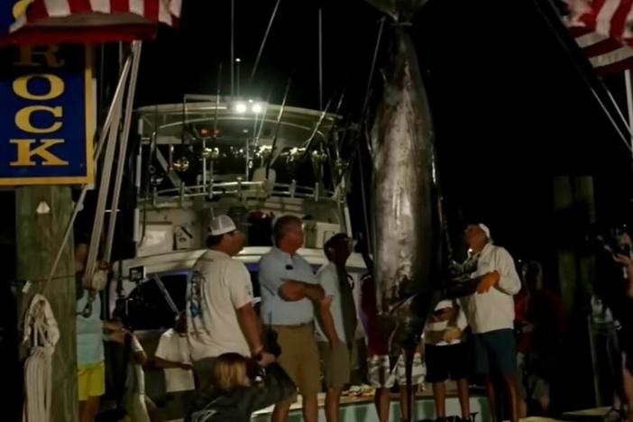 At first, the Sensation's large marlin looked to be the tournament's winning catch. But after the fish was held up on the scale, Big Rock announcer Tommy Bennett said, "It would appear that this fish has been bitten by a shark."