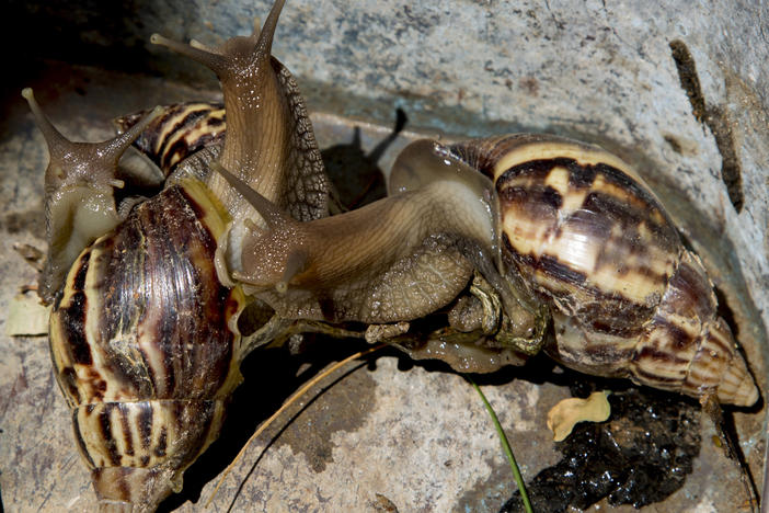 Giant African land snails — seen here in 2019 — have been spotted recently in three counties in Florida, spurring state officials to enact quarantines and eradication efforts against the invasive pests.