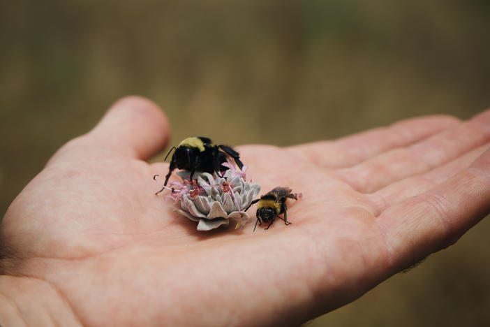 Leif Richardson examines a queen bee.