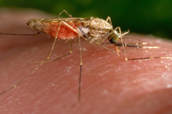 This 2014 photo made available by the U.S. Centers for Disease Control and Prevention shows a feeding female Anopheles gambiae mosquito. The species is a known vector for the parasitic disease malaria.