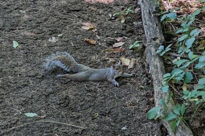 A squirrel splooting in the shade.