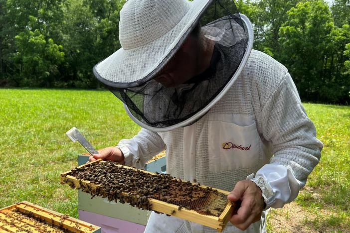 Beekeeper Steven Reese inspects his hives at Bennett Orchards in Frankford, Del.