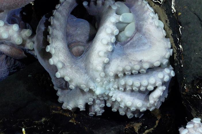 Researchers found <em>Muusoctopus</em> nursery grounds on a low-temperature hydrothermal vent off the shore of Costa Rica.