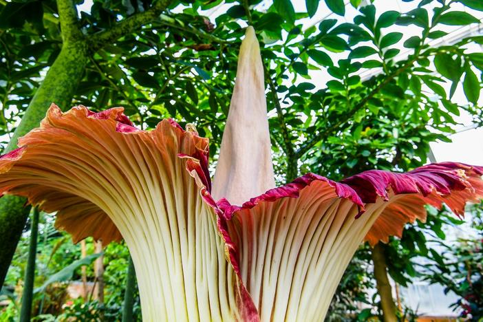 A corpse flower blooms at the Belgian National Botanic Gardens in 2020.